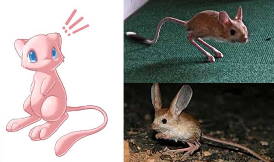 Jerboa é um Pokemon de verdade?